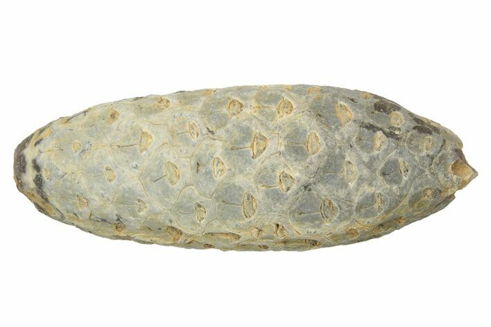 Fossil Seed Cone (Or Aggregate Fruit) - Morocco #234153